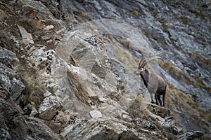 Alpine Ibex, Capra ibex, with rocks in background, National Park Gran Paradiso, Italy. Autumn in the mountain