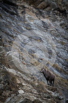 Alpine Ibex, Capra ibex, with rocks in background, National Park Gran Paradiso, Italy. Autumn in the mountain