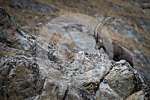 Alpine Ibex, Capra ibex, with rocks in background, National Park Gran Paradiso, Italy. Autumn in the mountain