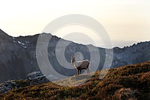 Alpine ibex, capra ibex, the steinbock, bouquetin,  ibex