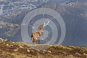 Alpine ibex, capra ibex, the steinbock, bouquetin,  ibex