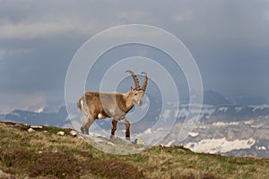 Alpine ibex, capra ibex, the steinbock, bouquetin,  ibex