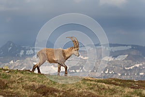 Alpine ibex, capra ibex, the steinbock, bouquetin,  ibex