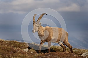 Alpine ibex, capra ibex, the steinbock, bouquetin,  ibex