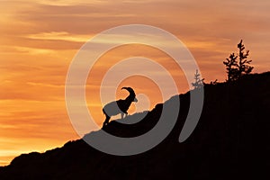 Alpine ibex, capra ibex, the steinbock, bouquetin,  ibex