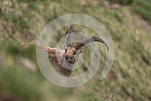 Alpine ibex, capra ibex, the steinbock, bouquetin,  ibex