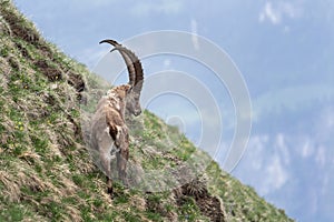 Alpine ibex, capra ibex, the steinbock, bouquetin,  ibex