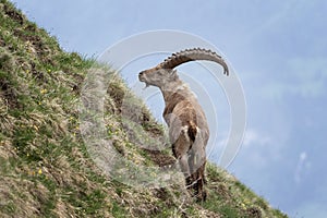 Alpine ibex, capra ibex, the steinbock, bouquetin,  ibex