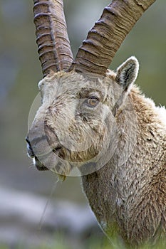 Alpine ibex Capra ibex winter, natural alpine environment, Gran Paradiso National Park, Italy.