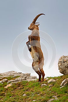 Alpine ibex - Capra Ibex pasturing and mating and dueling in Slovenian Alps. Typical horned animal of the high mountains photo