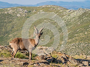Alpine ibex (Capra pyrenaica) on the summit of the mountain photo