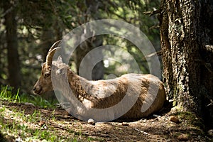 Alpine ibex, capricorn