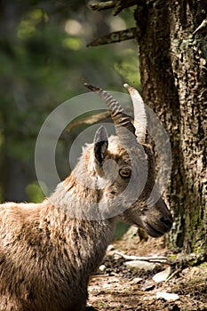 Alpine ibex, capricorn