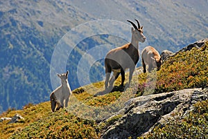 Alpine Ibex family photo