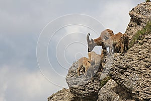 Alpine ibex family on Mt Stockhorn