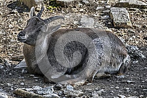 Alpine ibex female 4