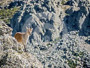 Alpine ibex female on the top of the valley