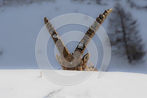 An Alpine Ibex in the French Alps , France