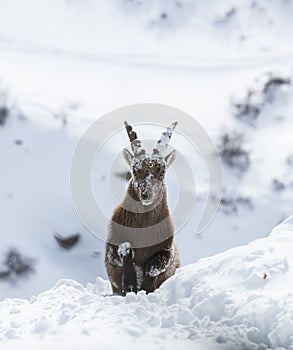 An Alpine Ibex in the French Alps , France photo