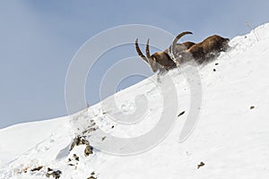 An Alpine Ibex in the French Alps , France photo