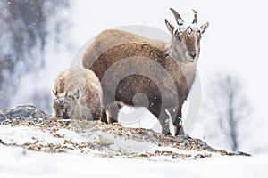 An Alpine Ibex in the French Alps , France photo