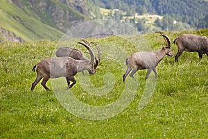 Alpine Ibex Grazing
