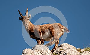 Alpine ibex in the high mountains