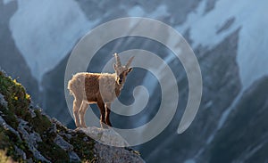 Alpine ibex in the high mountains