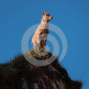 Alpine ibex in the high mountains