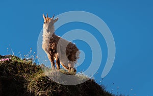 Alpine ibex in the high mountains