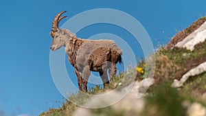 Alpine ibex in the high mountains