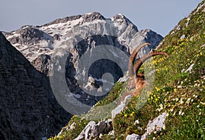 Alpine Ibex in the Julian Alps