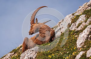 Alpine Ibex in the Julian Alps