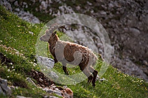 Alpine Ibex in the Julian Alps