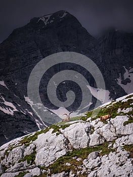 Alpine Ibex in the Julian Alps