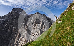 Alpine Ibex in the Julian Alps