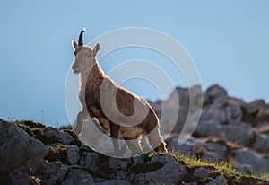 Alpine ibex in the Julian Alps high in the mountains