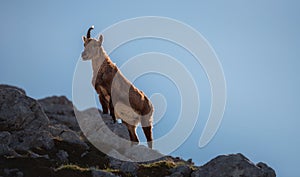 Alpine ibex in the Julian Alps high in the mountains