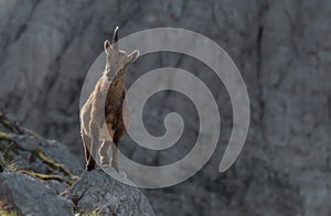 Alpine ibex in the Julian Alps high in the mountains