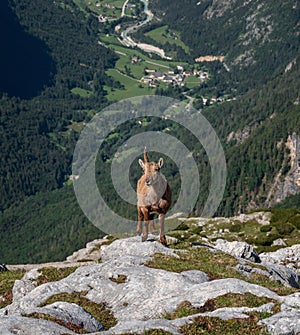 Alpine ibex in the Julian Alps high in the mountains