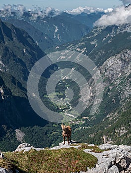 Alpine ibex in the Julian Alps high in the mountains