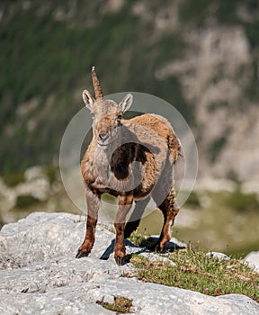 Alpine ibex in the Julian Alps high in the mountains