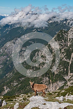 Alpine ibex in the Julian Alps high in the mountains