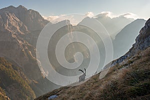 Alpine Ibex in the Julian Alps mountains