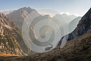 Alpine Ibex in the Julian Alps mountains