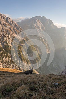 Alpine Ibex in the Julian Alps mountains