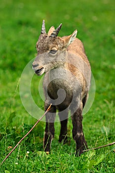 Alpine ibex kid