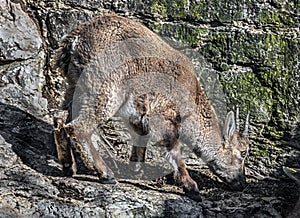 Alpine ibex kid 9