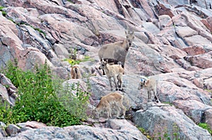 Alpine ibex with kids