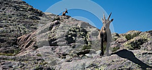 Alpine ibex looking at the camera on top of a peak